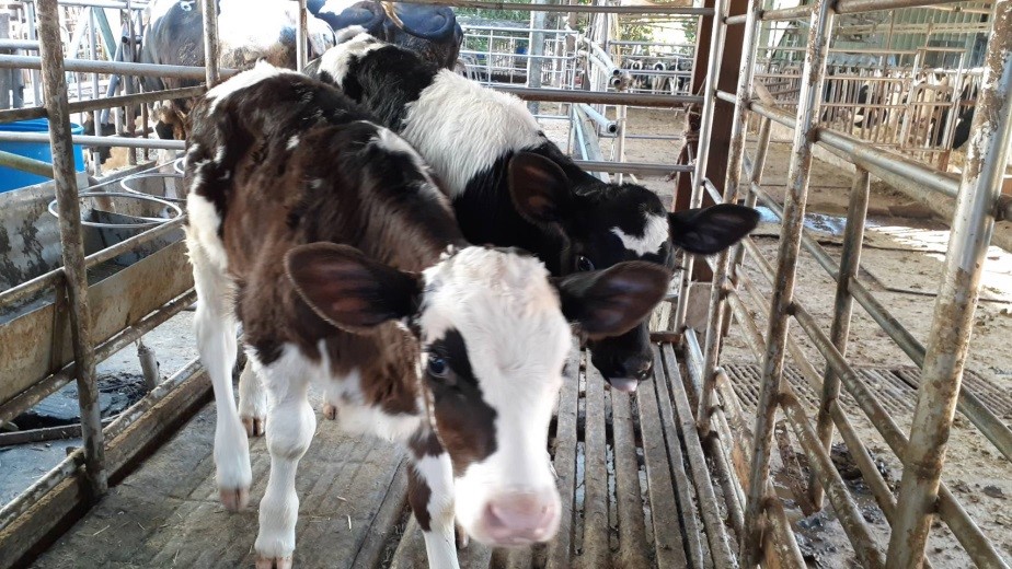 ▲2009年首度在中國被發現的「發熱伴血小板減少綜合症（SFTS）」為新興人畜共通感染疾病，去年在台灣發現已有一例確診。（圖／新北市動保處提供）