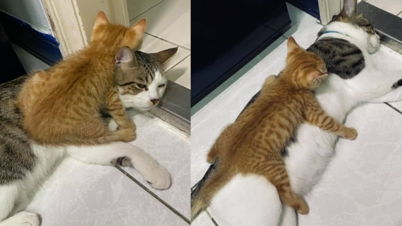 ▲才到新家第二天小橘貓就硬趴在貓哥哥身上（圖／網友黃沛瑜授權提供）