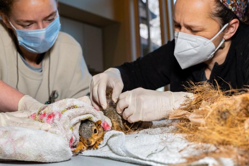 ▲救援人員細心處理牠們糾結的毛髮，幫助小松鼠脫困。（圖／Facebook@Nebraska