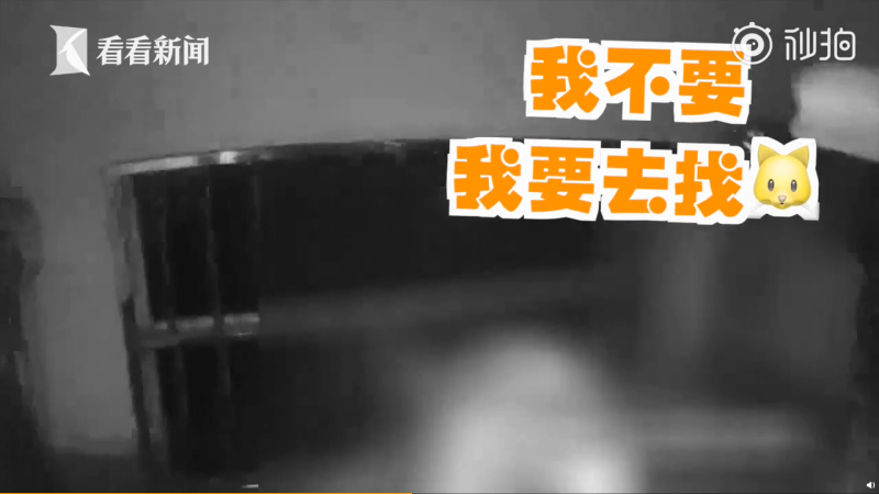 ▲急著救愛貓的女子,沒想到就是縱火者。(圖/翻攝看看新聞)