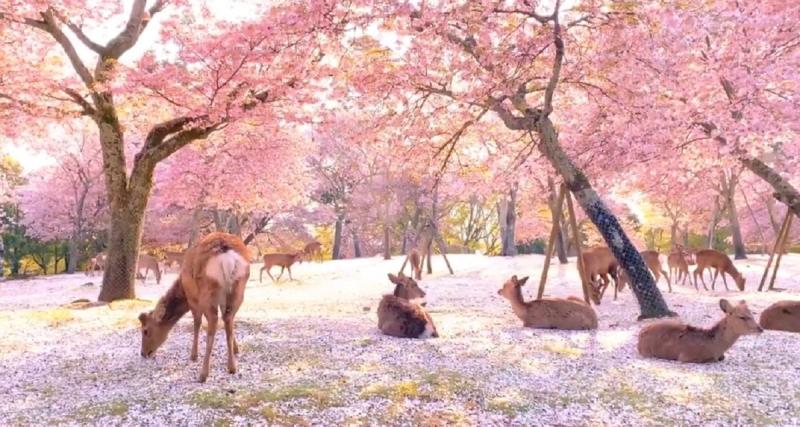 ▲奈良公園內落櫻繽紛，鹿群優游其中，少了遊客後景象更是美如畫。（圖／翻攝自@KikiPhotoWorks的推特）