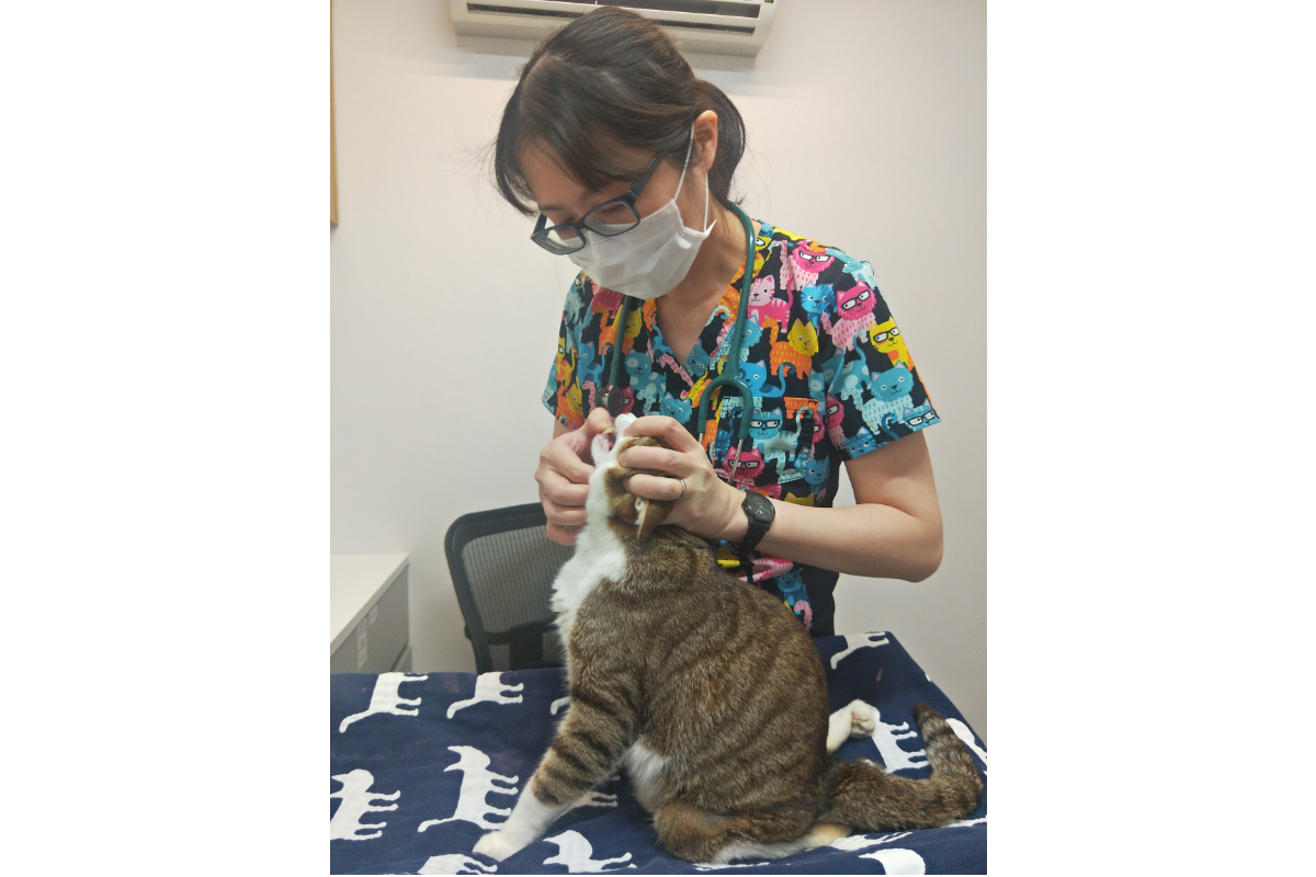 ▲謝富閔獸醫師鼓勵飼主帶貓咪定期健檢，及早發現病情。（圖/公關照片）