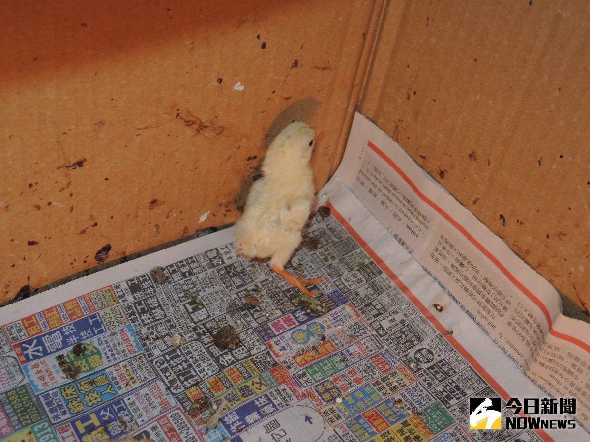 ▲謝秉辛在自己果園內豢養幾隻矮子雞，雞蛋暫時集中放在鐵皮屋內，竟然自行孵化成小雞，讓不少人感到真是奇「雞」。（圖／記者陳雅芳攝，2020.05.13）