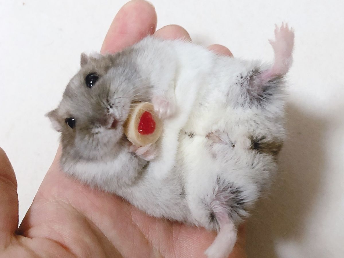 ▲小倉鼠吃零嘴。（圖／Twitter@pipiiii_25）