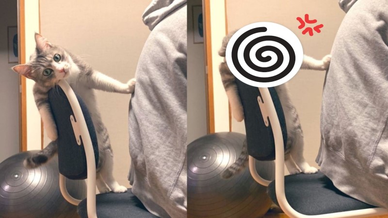 ▲日本一隻貓咪不滿奴才占據牠的座位（圖／twitter@yoshi___ben）