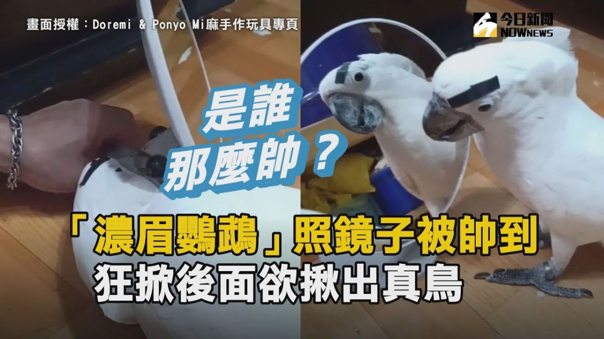 ▲Doremi看到鏡子裡的鳥，開始懷疑牠到底是誰。（圖／Doremi & Ponyo Mi麻手作玩具專頁提供）