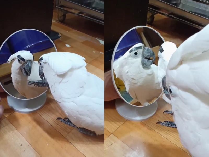 ▲Doremi看到鏡子裡的鳥,開始懷疑牠到底是誰。(圖/Doremi