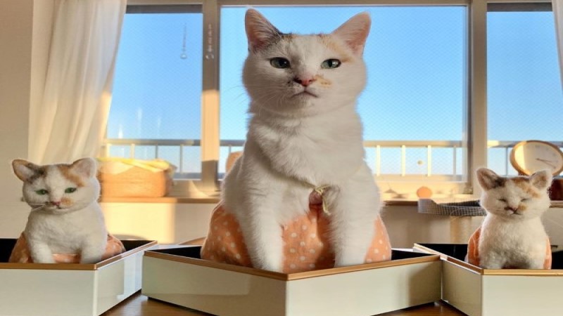 ▲日本一隻三花貓經常穿著小花裙（圖／IG@ maruruna）