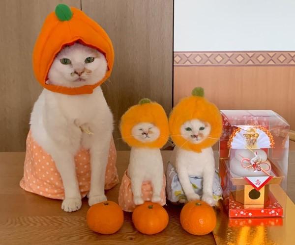 ▲Maru：腦闆買顆橘子吧，賣掉這三個橘子偶們就可以去買罐罐了！（圖／IG@