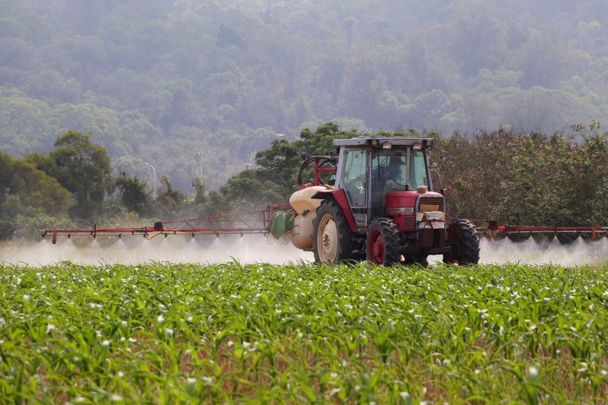▲金門中蘭地區高粱田發現秋行軍蟲蹤跡，防疫所協助農友進行噴藥防治。(圖／金門防疫提供)