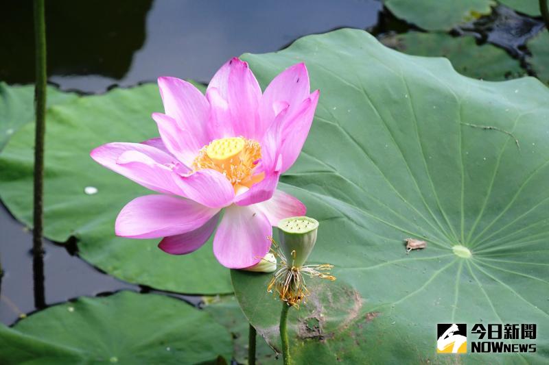 ▲「水質淨化小畫家」繪畫寫生比賽,由於蓮花開得正美,由親子共同參與,在戶外畫出生態之美。(圖/記者陳雅芳攝,2020.05.16)