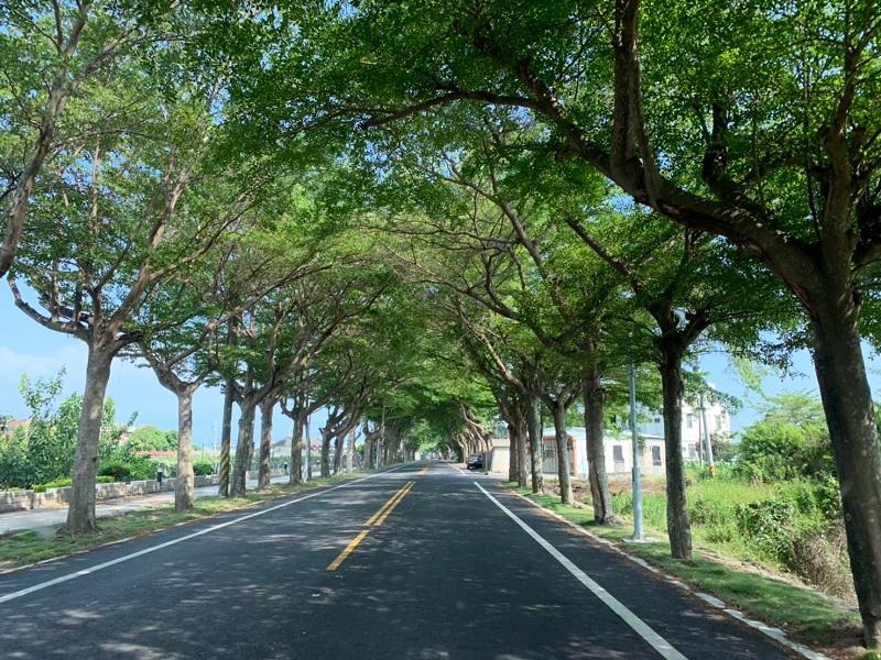▲嘉義縣政府附近也有美麗的小葉欖仁綠色燧道。(圖/記者陳惲朋攝)