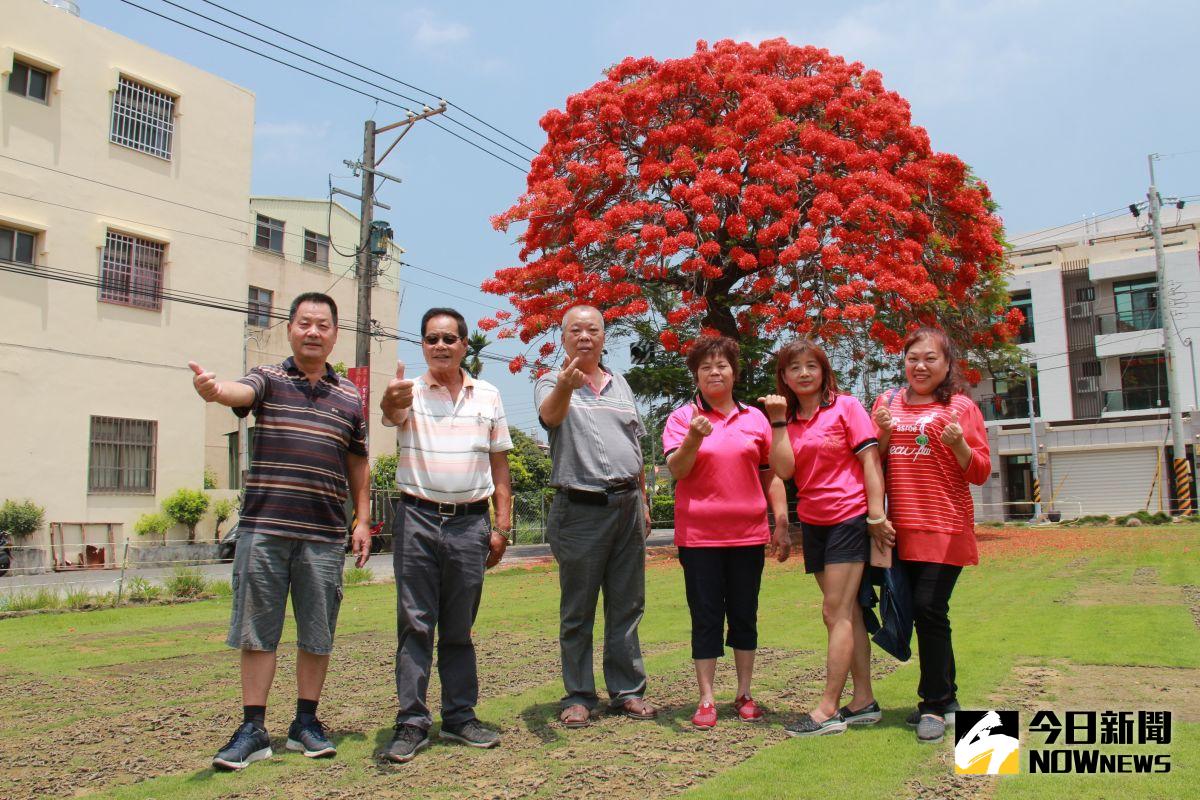 ▲北斗鎮東光里鳳凰木艷紅花球宛如一把「紅色巨傘」，吸引打卡民眾猛取景，讓人直呼「太美了」。（圖／記者陳雅芳攝，2020.05.17）