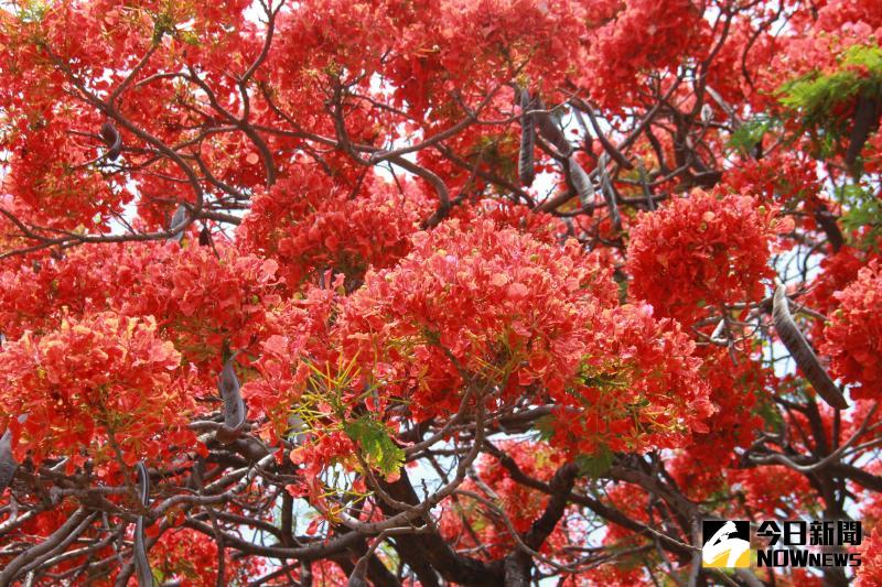 ▲北斗鎮東光里這棵網紅鳳凰花木也有超過80歲的年紀,紅色花苞開滿樹冠。(圖/記者陳雅芳攝,2020.05.17)
