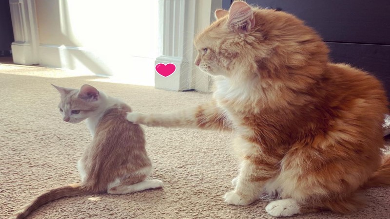 ▲大橘貓努力與新來小貓交朋友（圖／IG@hobokenkitties）