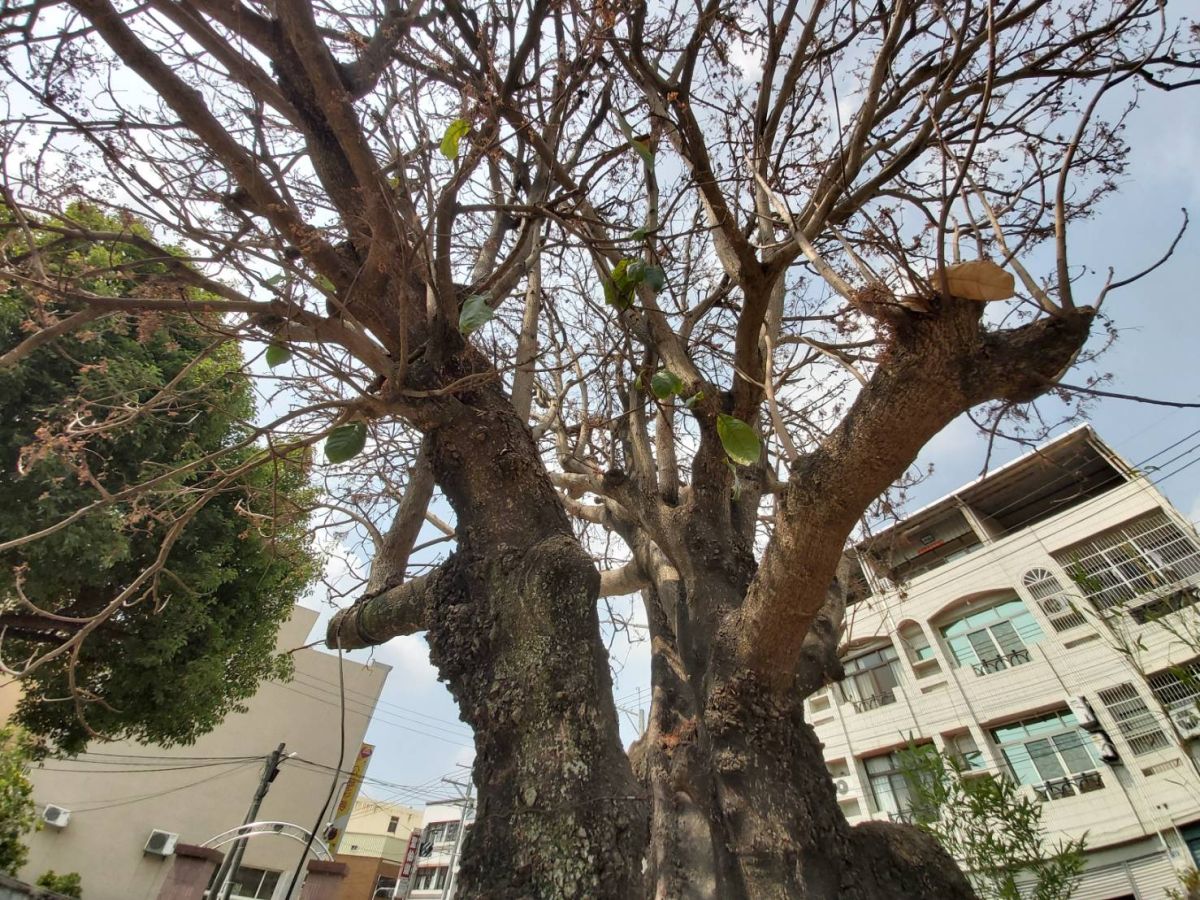 ▲永靖鄉一株60年蘋婆老樹突然枯黃掉葉，居民發起認捐請樹醫來救老樹，醫療團隊判斷蘋婆樹可能染褐根病，決定再試試搶救。（圖／記者陳雅芳翻攝，2020.05.18）