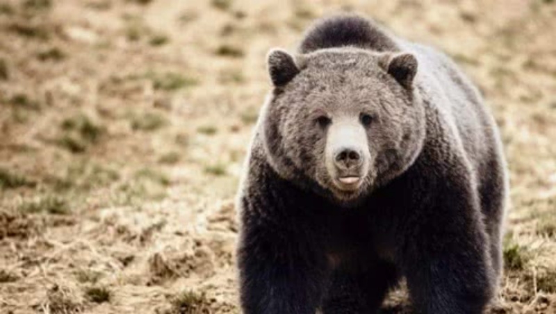 ▲大陸四川近日發生 1 起黑熊攻擊母子、媽媽挺身保護兒子而身亡的不幸事件。示意圖非本案件中之黑熊。（圖／翻攝自騰訊）