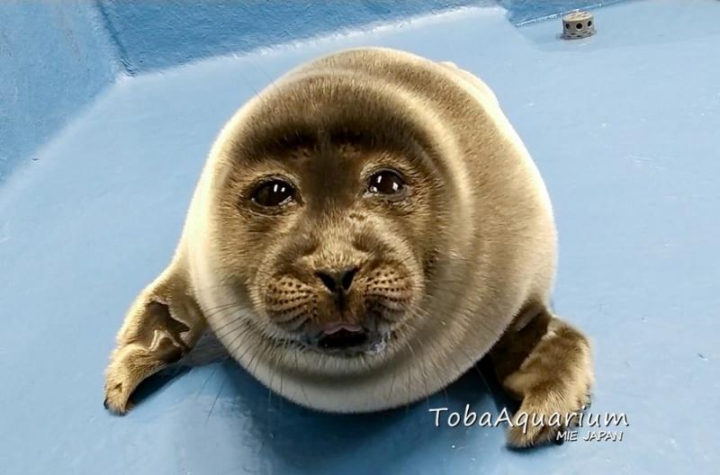 ▲不過大家都把注意力放在微笑君老成的面容上。（圖／Twitter@TOBA_AQUARIUM）