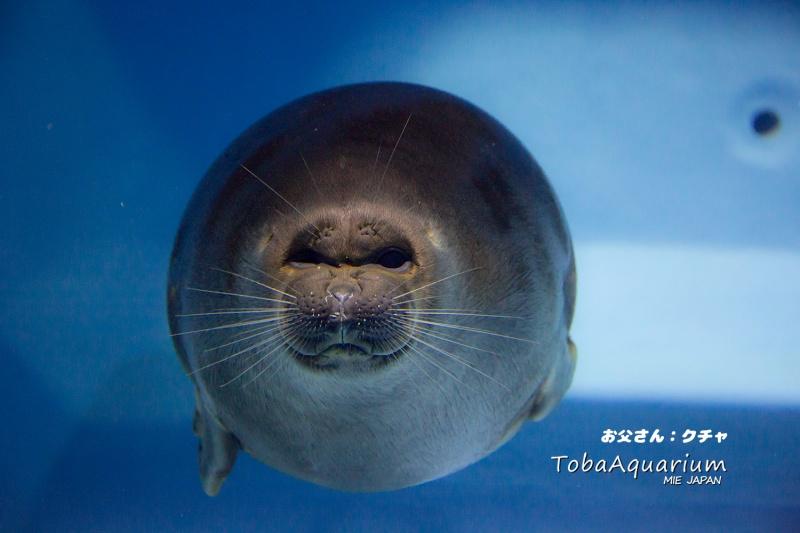 ▲微笑君的爸爸。（圖／Twitter@TOBA_AQUARIUM）