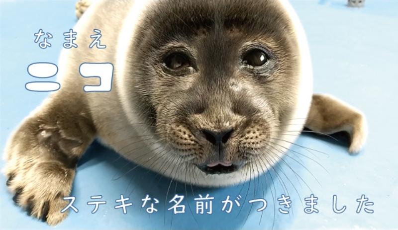 ▲微笑君個性溫和,可愛的臉就像隨時在笑一樣,因此獲得這個名字。(圖/Twitter@TOBA_AQUARIUM)