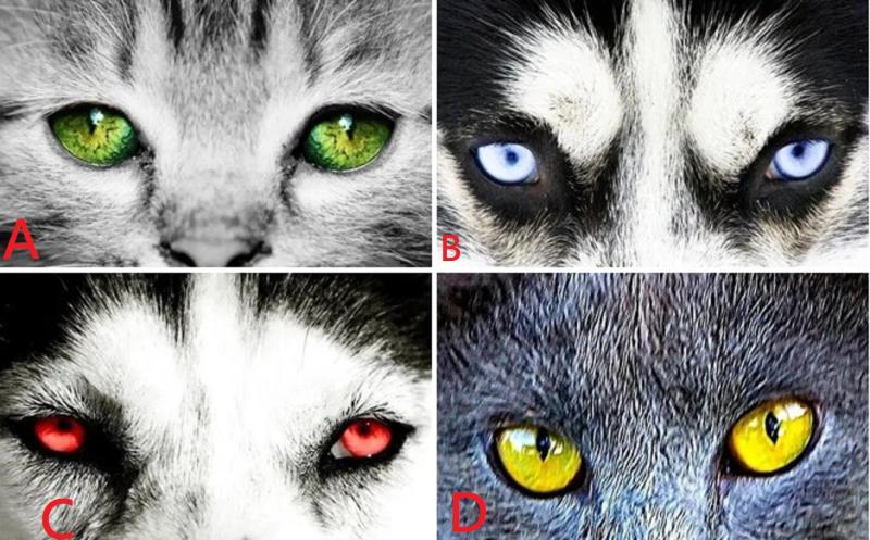 ▲在你面前突然出現如圖中的 4 對動物眼睛，哪個會讓你心生畏懼？（圖／翻攝Em.quiz）