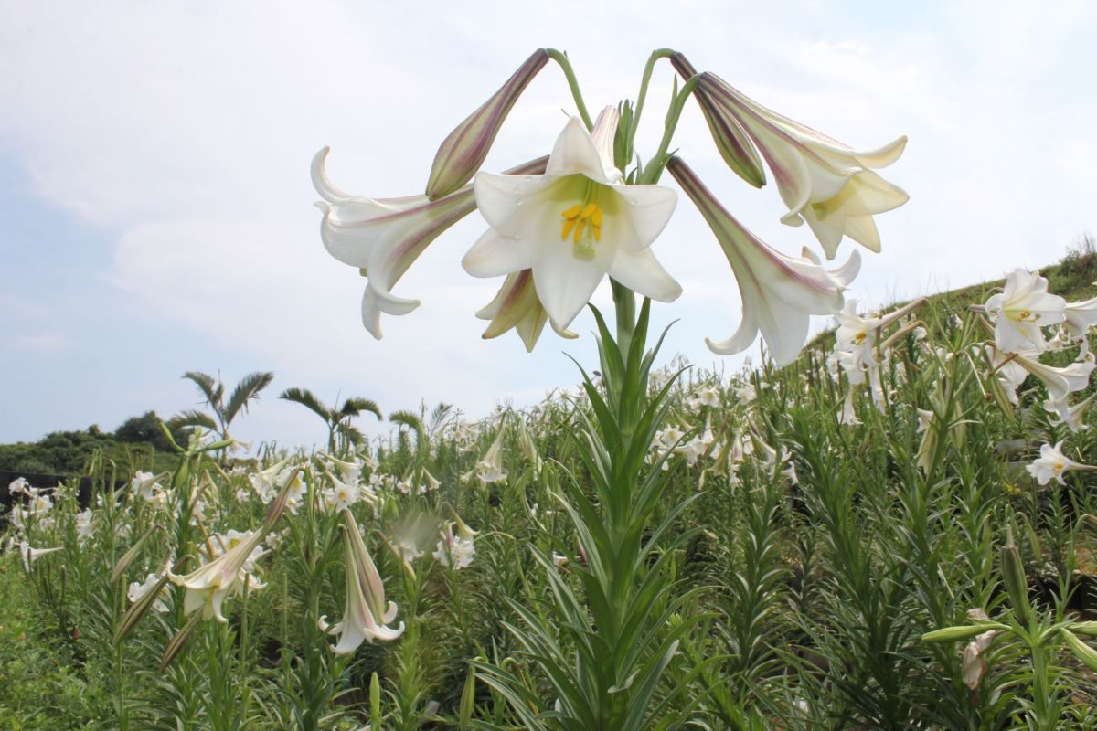 ▲臺灣特有種「臺灣百合」近日在新北市北海岸至東北角沿線陸續盛開。（圖／新北市農業局提供）