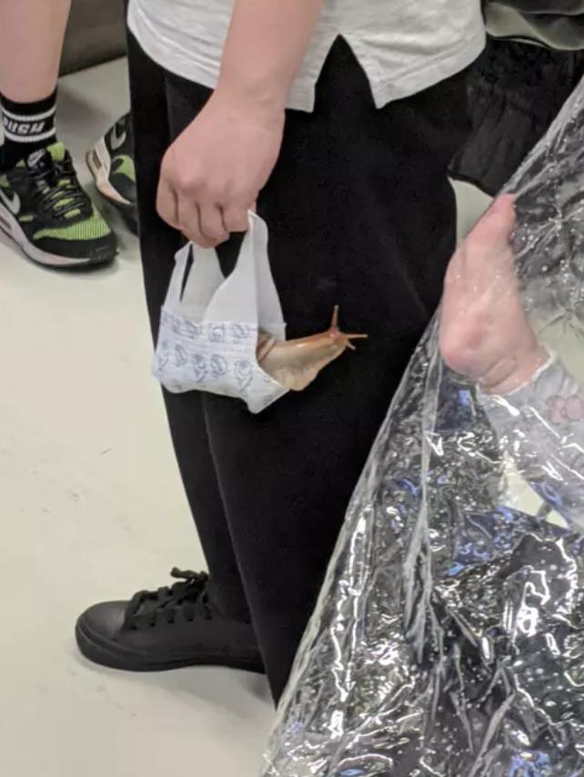 ▲乘客以口罩包附蝸牛的畫面,引起許多人討論。(圖/翻攝