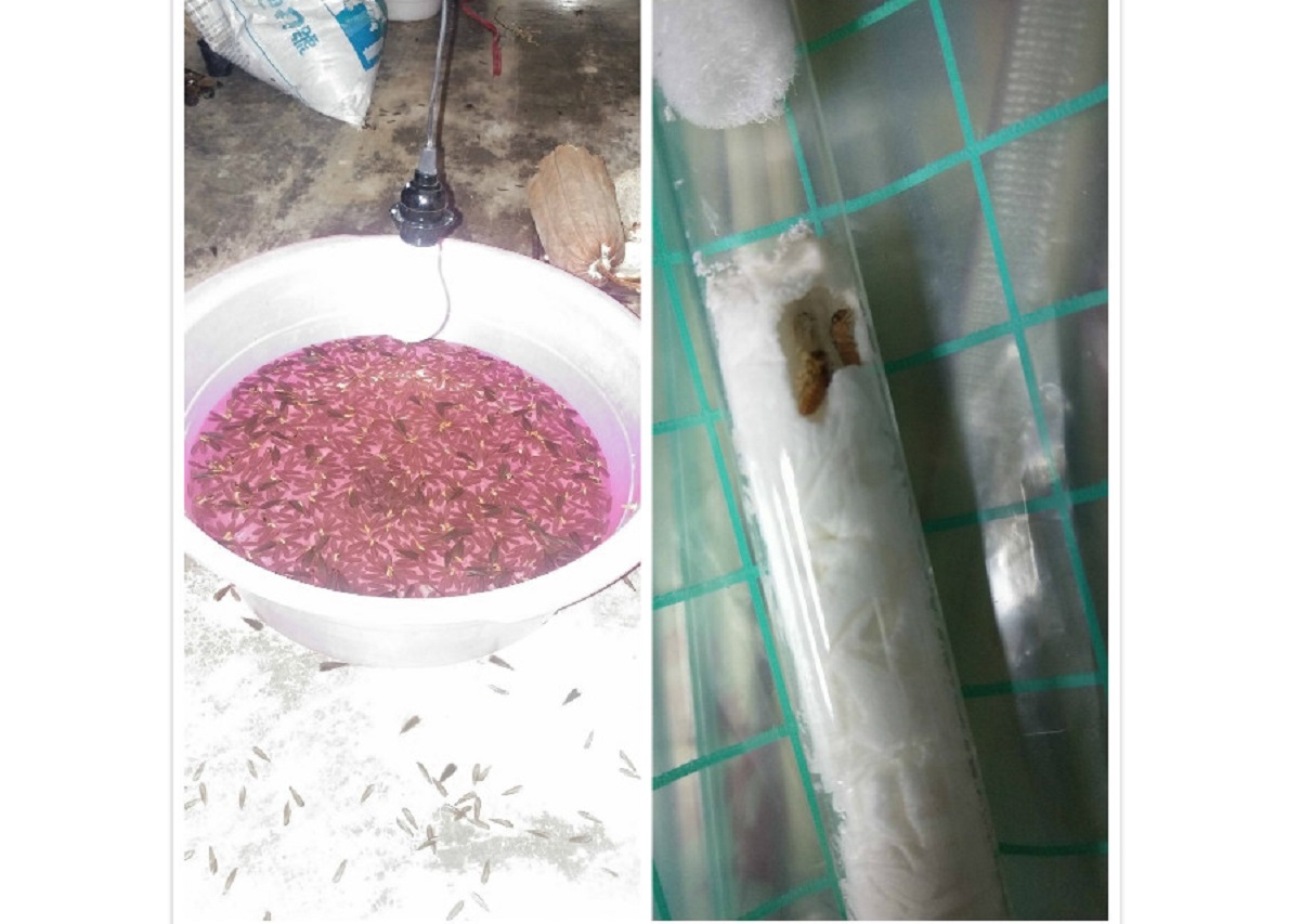 ▲有網友在 PTT 提問「大水馬蟻為何能穿過紗窗？」掀起討論。（合成圖／翻攝自PTT）