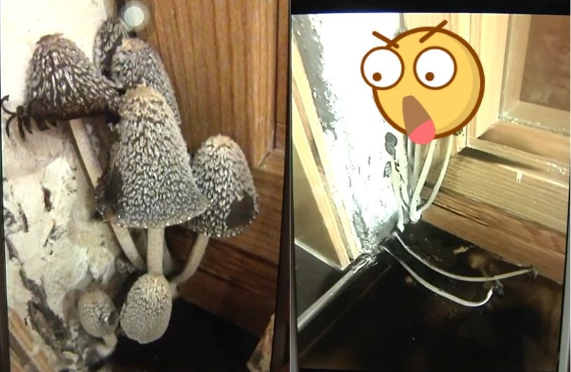 ▲一位女屋主哭訴家中長出外型恐怖的菇類。（圖／翻攝1818黃金眼 YT ）