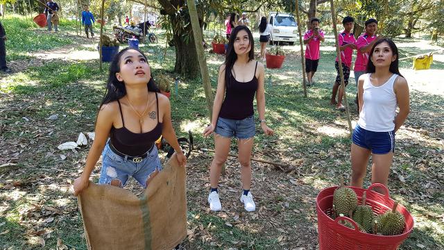 ▲在泰國尖竹汶府知名樂團『蘆葦花束』（ต้นอ้อสะบัดช่อ）受到影響而沒有檔期。為了維持生活所需，前往榴槤園當工人，還受到雇主高度讚賞。（圖／翻攝自推特）