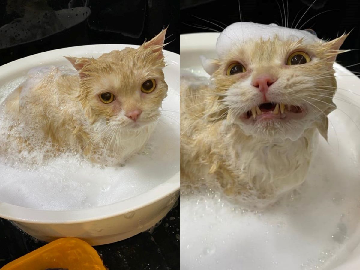 ▲美容師回傳Pony的入浴照。（圖／網友沈白白提供）