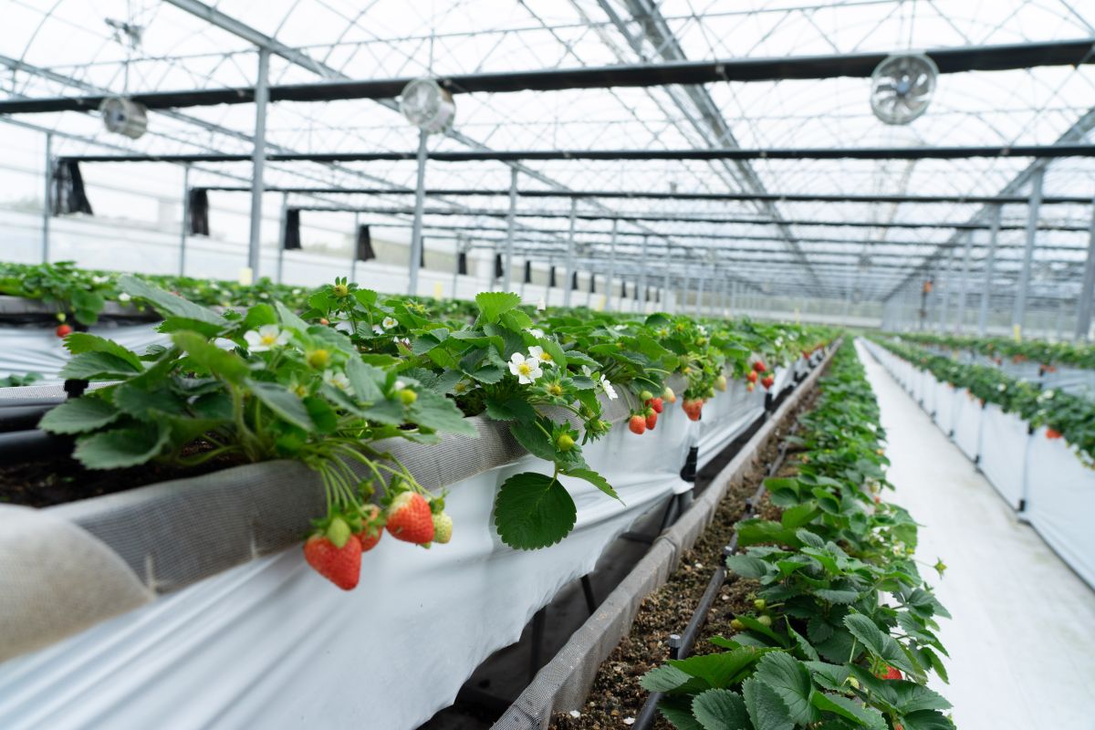 ▲草菓農場創辦人除了接受政府補助外，也投入大量資金，補助額僅佔其中1／5。　（圖／攝影　林琮恩）