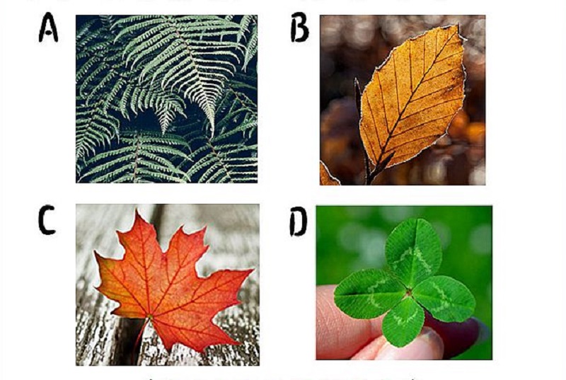 ▲挑選一片你最喜歡的葉子，答案將測出你「近期會發生什麼好事」。（圖／翻攝自Look Pretty）