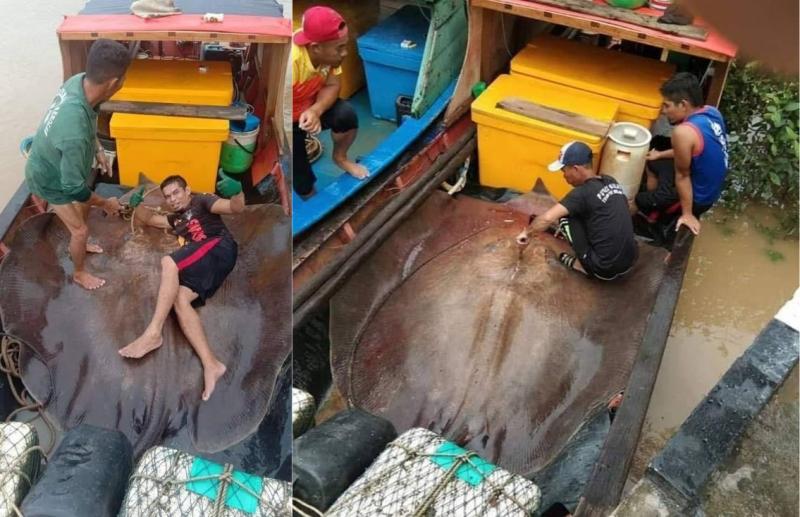 漁民捕獲4公尺巨型魟魚!爽拍合照曝光遭撻伐:不該如此