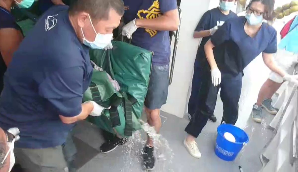 ▲昨天在桃園觀音海水浴場附近海岸發現的擱淺小抹香鯨，今天上午11點已經成功在基隆外海野放成功。（圖／海巡署提供）