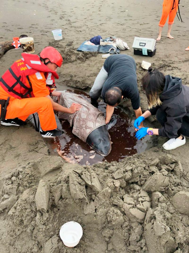 ▲小抹香鯨擱淺桃園海岸，救援團隊趕緊幫牠挖坑並灑水保濕。（圖／海巡署提供）