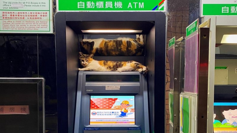▲網友領錢時遇見一隻三花貓（圖／網友黃孟哲授權提供）