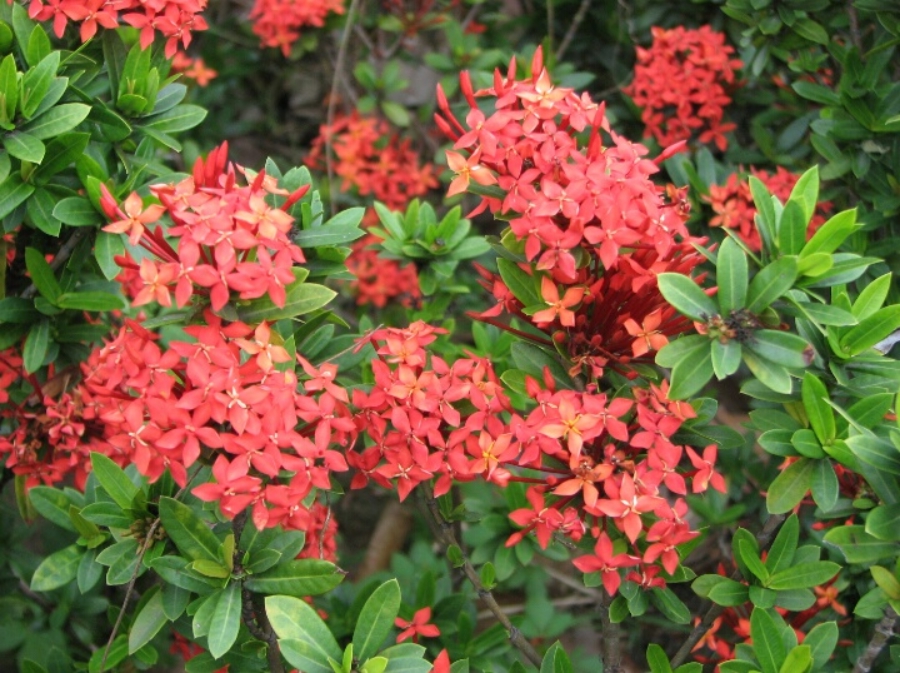 ▲許多民眾小時候都有吸過這種「紅紅的花」的經驗。（圖／翻攝自批踢踢）