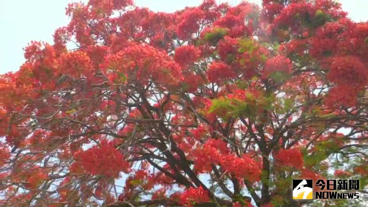 ▲彰化縣沿線鳳凰花全面盛開，隨風飄落火紅般的花朵，將大地點綴的多采多姿。（圖／記者陳雅芳攝，2020.05.23）