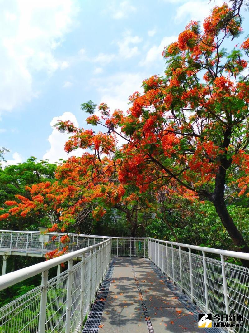 ▲八卦山天空步道的鳳凰花今年大爆發,依傍在純白天空步道純白的兩旁熱情綻放。(圖/記者陳雅芳攝,2020.05.23)