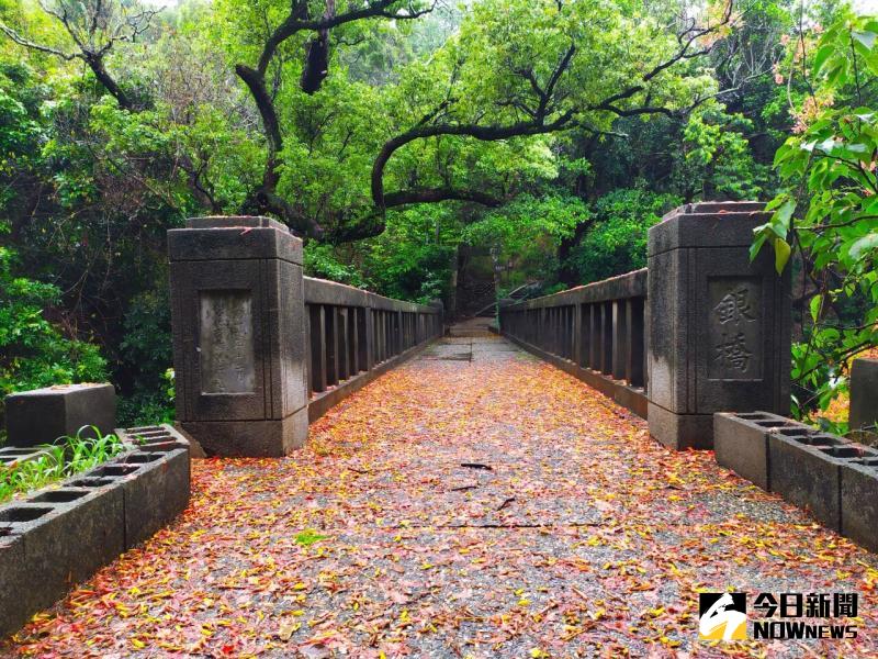 ▲隨著節氣慢慢進入夏天,接著就要進入鳳凰花綻放的季節了,今年的鳳凰花花況也是空前燦爛。(圖/記者陳雅芳攝,2020.05.23)