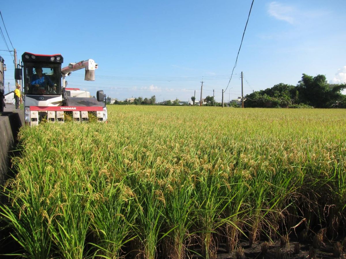 ▲中市有機白米販售給學校食材供應業者，提供學校使用。(圖／柳榮俊翻攝2020.5.24)