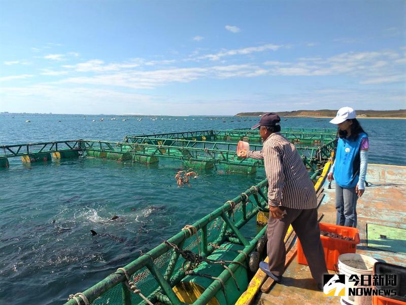 ▲澎湖箱網業者是使用「下雜魚」餵魚,而台灣則是餵飼料,澎湖魚不論在品質與口感當然優於飼料魚。(圖/記者張塵攝,2020.05.24)