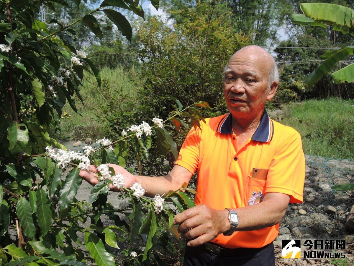 ▲二水鄉八卦山麓咖啡樹正綻放串串白色花朵，滿山遍野的咖啡花盛開，猶如皚皚白雪，成了二水農村新特色。（圖／記者陳雅芳攝，2020.05.24）