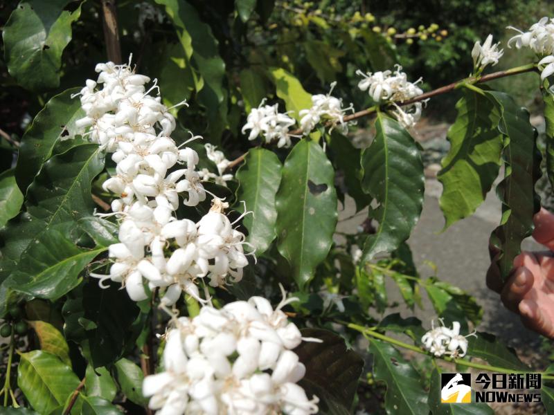 ▲咖啡樹已陸續開花，滿山遍野的咖啡花盛開，花形與散發出香氣，相當清新。（圖／記者陳雅芳攝，2020.05.24）