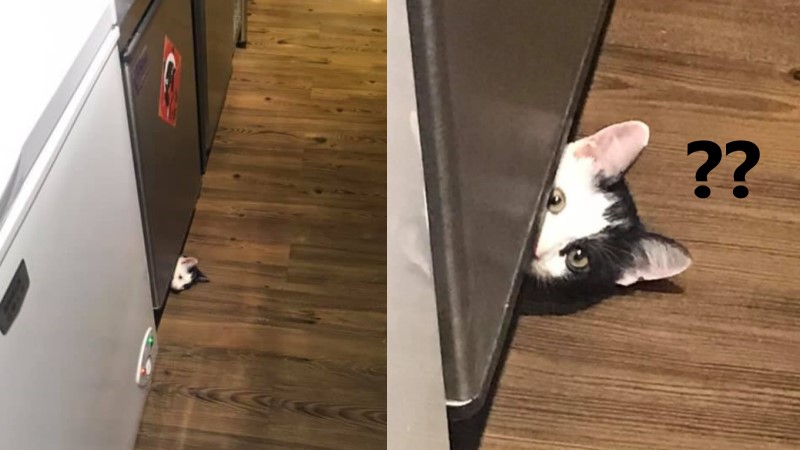 ▲網友飼養的乳牛貓「鐵牛」日前鬧出笑話（圖／網友Jolene Yang授權提供）