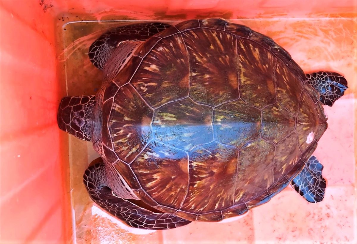 ▲當地箱網養殖業者通報，指稱他們在作業時誤捕到1隻活體海龜，安檢所人員立即前往協助搬運，同時以濕布敷蓋海龜的頭部以避免其脫水。（圖／澎湖菜園安檢所提供）