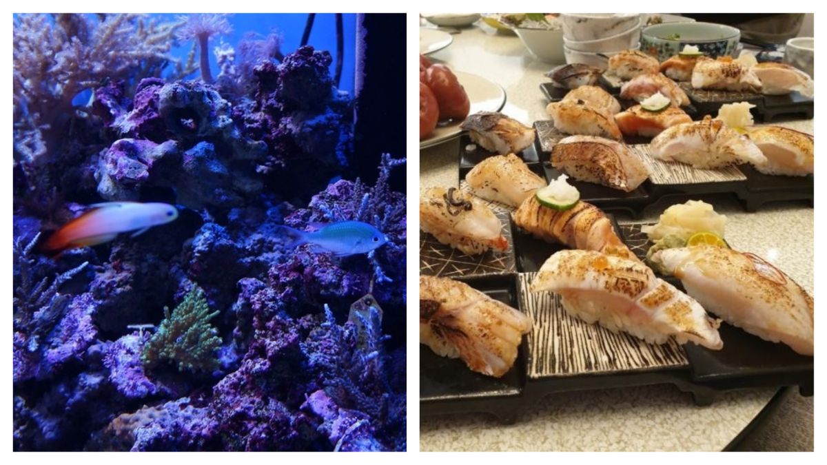 ▲PETA認為在魚群前吃魚，「就像在動物園的大象柵欄外吃大象漢堡一樣令人不安」。（示意圖／金武鳳攝及翻攝自Flickr）