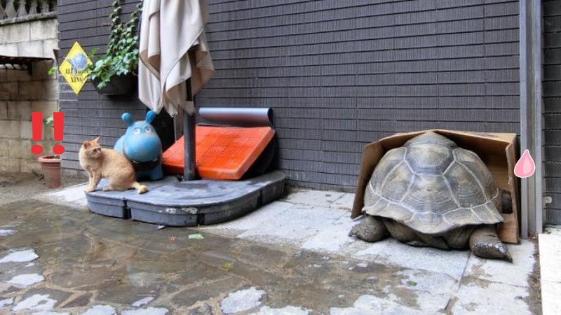 一隻浪橘貓闖入民宅院子，驚見「大石頭」竟然會動！（圖／粉專漢堡。Hamburg授權提供）