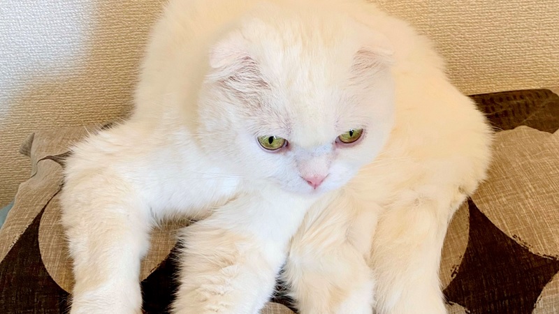 ▲這是哪裡來的蜘蛛精？！（圖／Twitter@s_sekko）